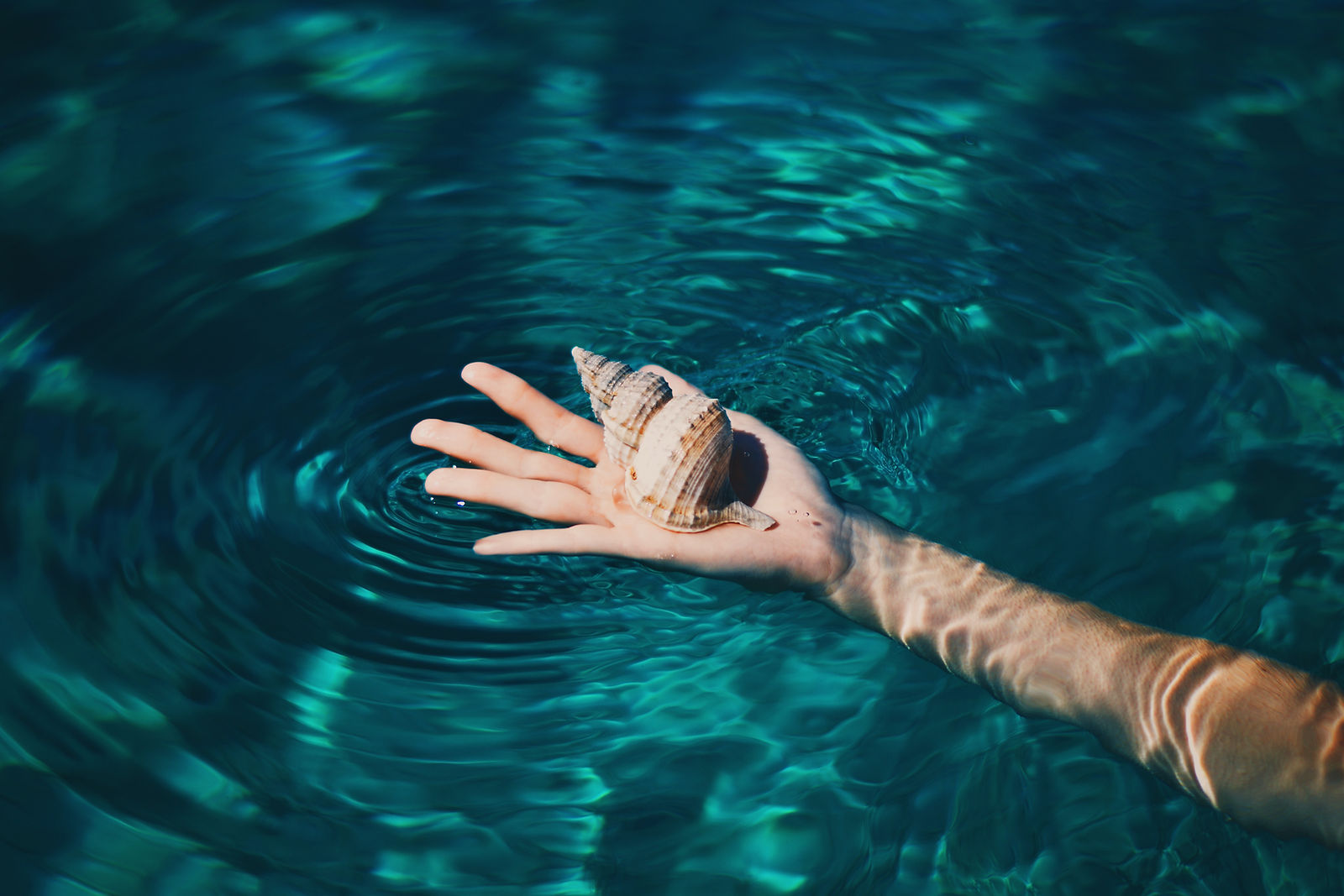 coquillage