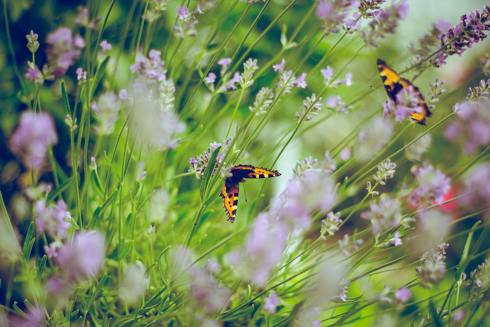 Papillons