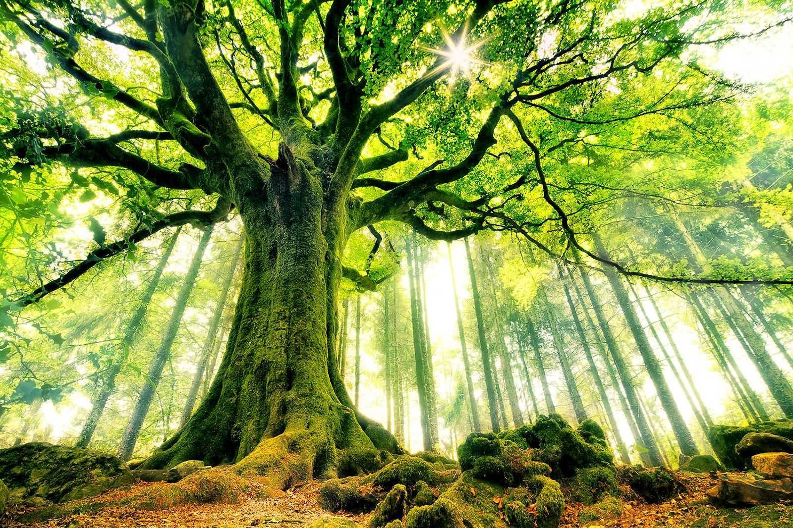 foretdebrocliande.jpg