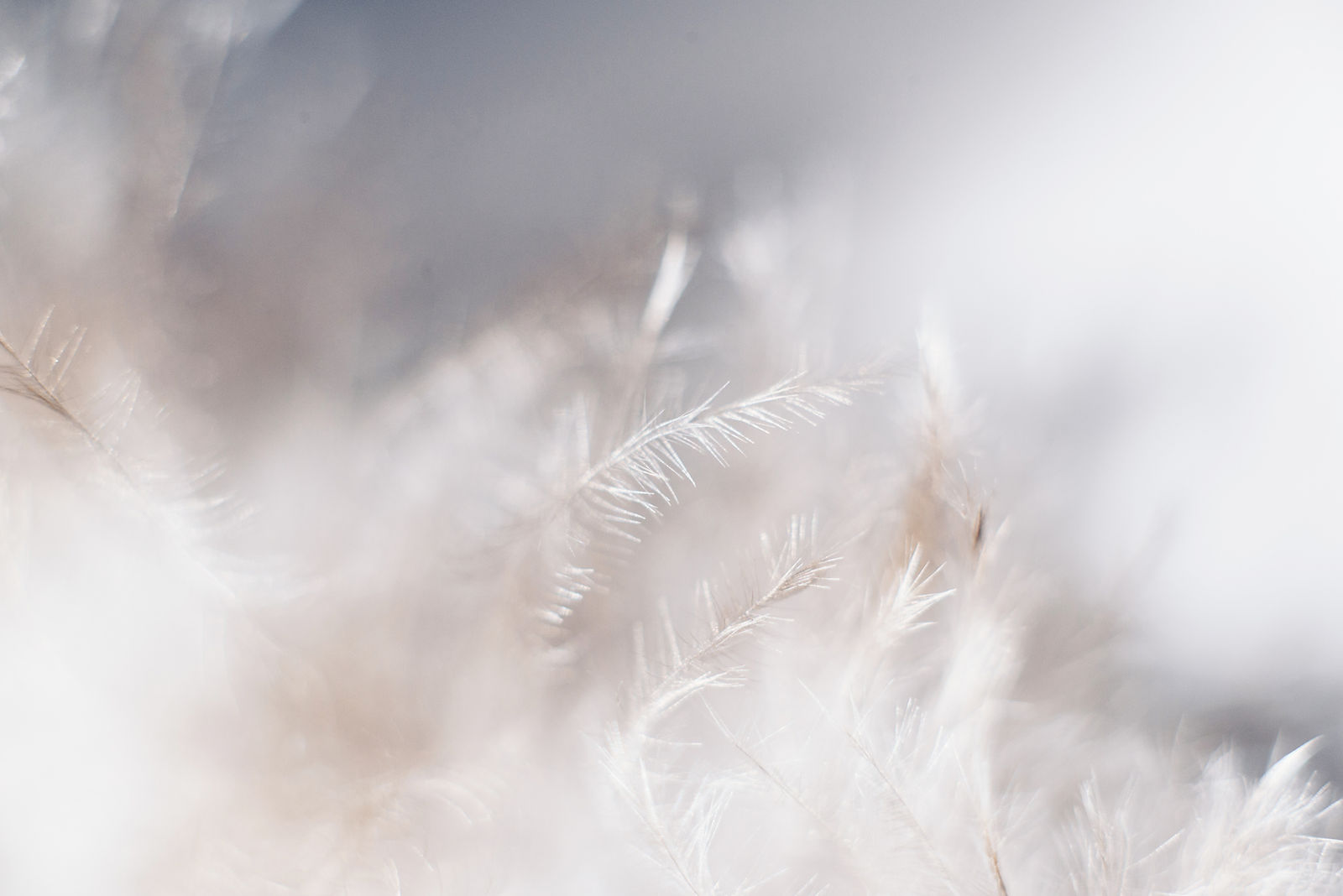 Plantes blanches